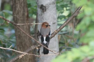 カケス2025年10月12日亜種ミヤマカケス