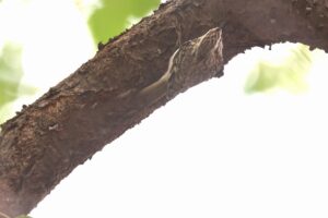 キバシリ2025年10月12日