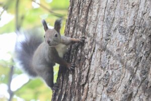 エゾリス2025年10月26日