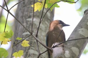 カケス2025年10月26日亜種ミヤマカケス