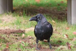 ハシブトガラス2025年10月20日