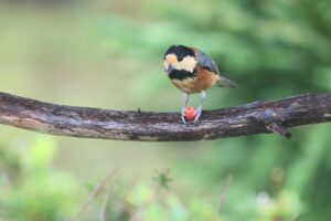 ヤマガラ2025年10月12日
