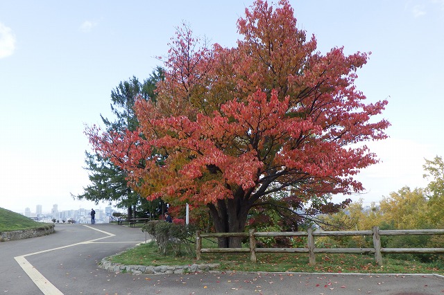 2025年10月23日紅葉の状況(展望台の一本桜)