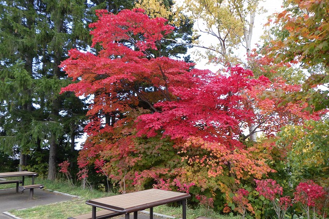 2025年10月23日紅葉の状況(展望台のハウチワカエデ)