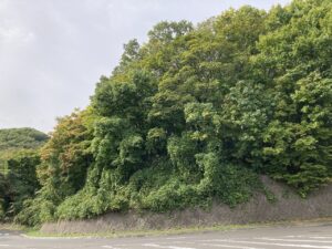 旭山の紅葉2025年10月7日2第1駐車場入口のヤマモミジ