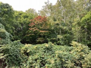 旭山の紅葉2025年10月7日1旭山でいちばんきれいに色づくヤマモミジ
