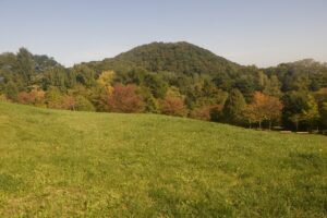 旭山の紅葉2025年10月3日3新桜並木と円山