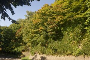 旭山の紅葉2025年10月3日4第一駐車場のヤマモミジ