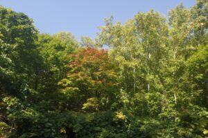 旭山の紅葉2025年10月3日5旭山でいちばんきれいに色づくヤマモミジ