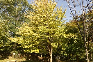 黄葉したカツラ 