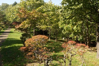 学びの森のニシキギ