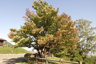 展望台の一本桜