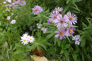 ネバリノギクとエゾノコンギク