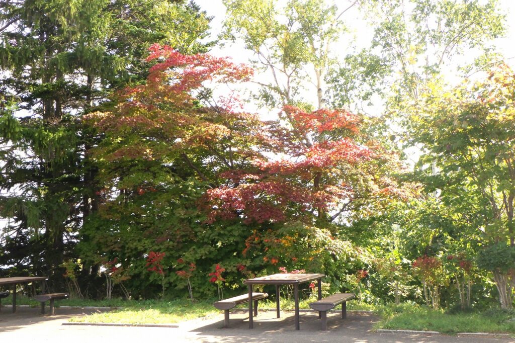 展望台のテーブルの紅葉
