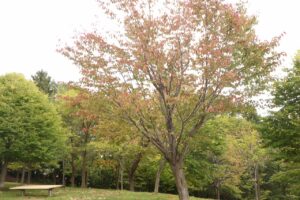 旭山の紅葉2025年10月6日5新桜並木の桜の1本紅葉