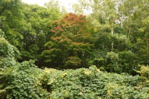 旭山の紅葉2025年10月6日7旭山でいちばんきれいに色づくヤマモミジ