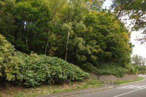 旭山の紅葉2025年10月6日6第1駐車場入口のヤマモミジ