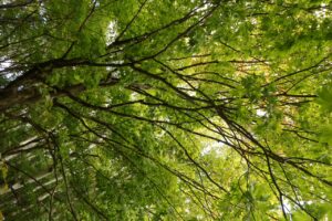 旭山の紅葉2025年10月6日8旭山でいちばんきれいに色づくヤマモミジ下から