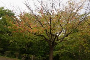 旭山の紅葉2025年10月7日4新桜並木の1本の桜