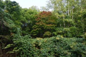 旭山の紅葉2025年10月8日6旭山でいちばんきれいに色づくヤマモミジ