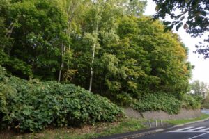 旭山の紅葉2025年10月8日5第一駐車場入口のヤマモミジ道路側から