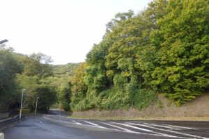 旭山の紅葉2025年10月8日4第1駐車場入口のヤマモミジ駐車場内側から