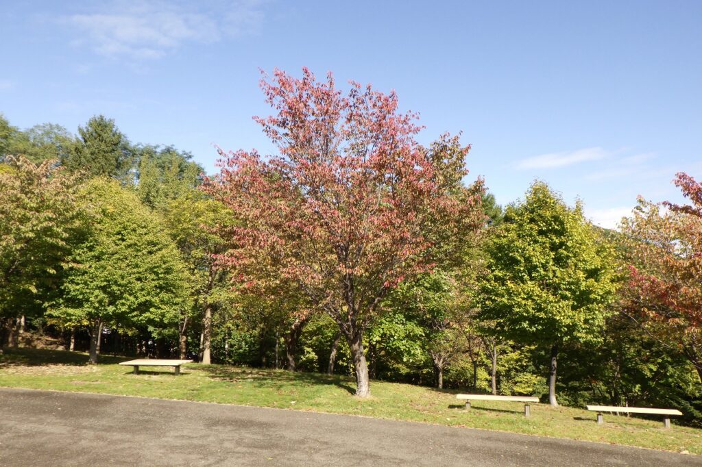 エゾヤマザクラ