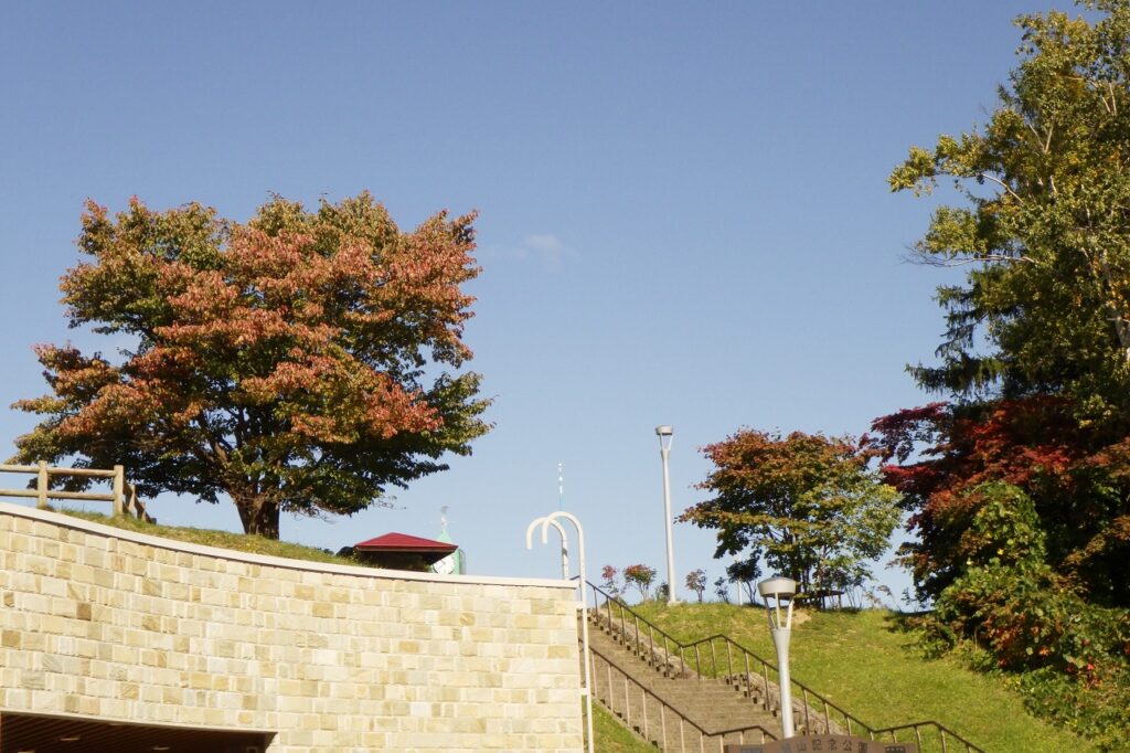 展望台の一本桜