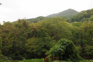 旭山の紅葉2025年10月10日4山紅葉坂から藻岩山を望む