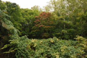 旭山の紅葉2025年10月10日2旭山でいちばんきれいに色づくヤマモミジ