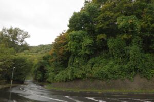 旭山の紅葉2025年10月10日3第1駐車場」入口のヤマモミジ