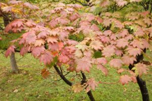 旭山の紅葉2025年10月10日9新桜並木のハウチワカエデ