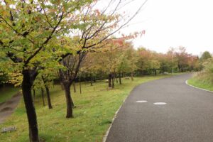 旭山の紅葉2025年10月10日10新桜並木西側から