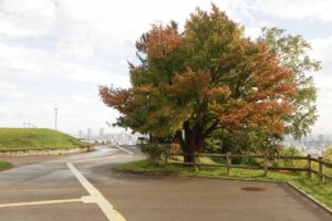 旭山の紅葉2025年10月10日7展望台一本桜西側から