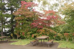 旭山の紅葉2025年10月10日6展望台ハウチワカエデ