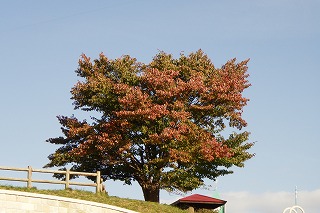 展望台の一本桜