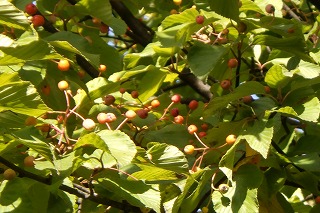 アズキナシの赤い実