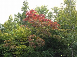 噴水横のヤマモミジ