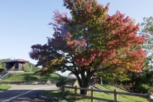 旭山の紅葉2025年10月14日8展望台一本桜