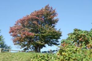 旭山の紅葉2025年10月14日8展望台一本桜
