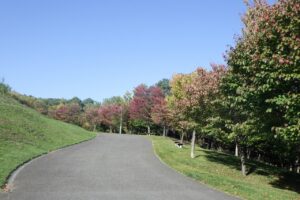 旭山の紅葉2025年10月14日9新桜並木東側から