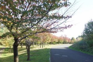 旭山の紅葉2025年10月14日10新桜並木西側から