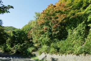 旭山の紅葉2025年10月14日2第一駐車場入口のヤマモミジ駐車場内側から