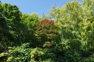 旭山の紅葉2025年10月14日4旭山でいちばんきれいに色づくヤマモミジ