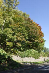 旭山の紅葉2025年10月14日3第一駐車場入口のヤマモミジ2道路側から
