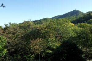 旭山の紅葉2025年10月14日5山紅葉坂から藻岩山を望む