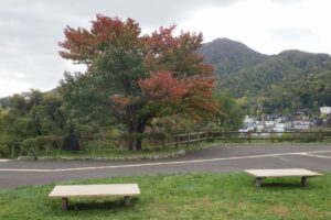 旭山の紅葉2025年10月15日14展望台一本桜と藻岩山