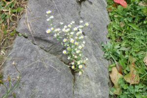 旭山の紅葉2025年10月15日16ヒメジョオン