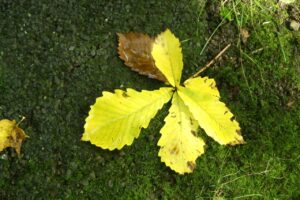 旭山の紅葉2025年10月15日4ミズナラ黄葉