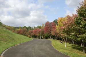 旭山の紅葉2025年10月15日12新桜並木東側から